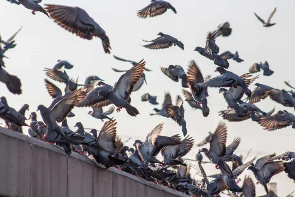 Learn about professional bird removal services on our animal control page.