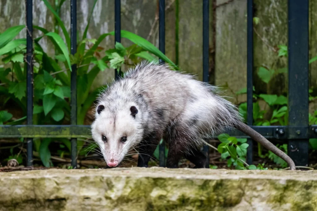 Learn about professional opossum removal services on our animal control page.