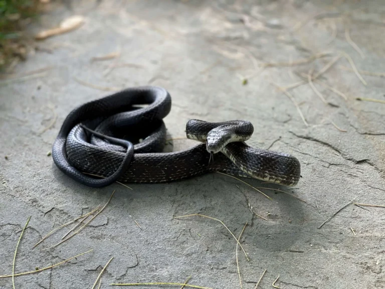 Learn about professional snake removal services on our animal control page.
