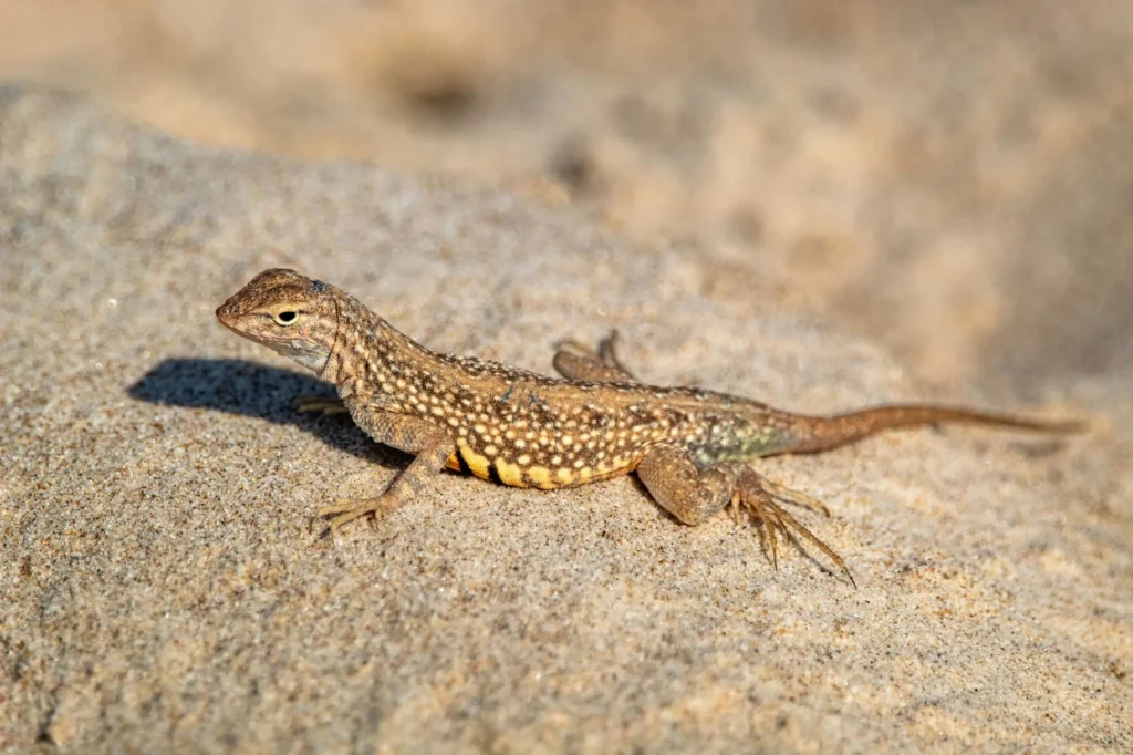 Learn about professional lizard removal services on our animal control informational page.