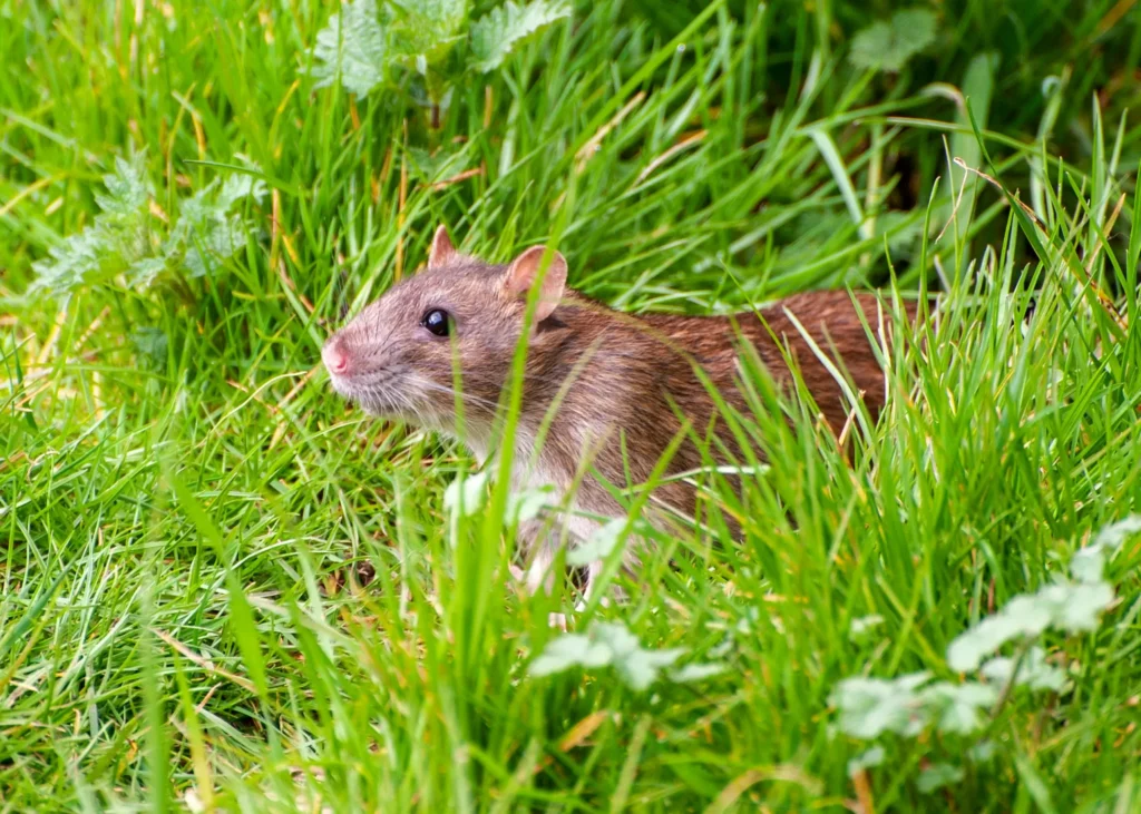 Learn about professional rat removal services on our animal control page.