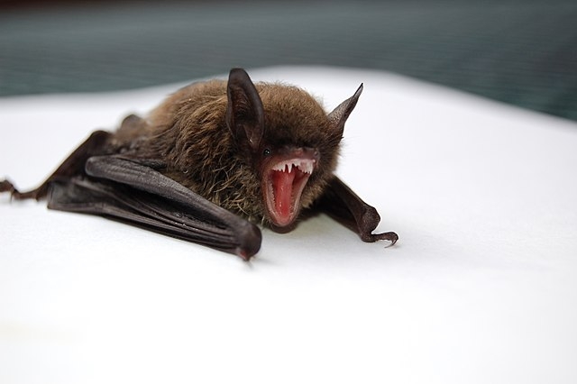 Learn about professional bat removal services on our animal control page.