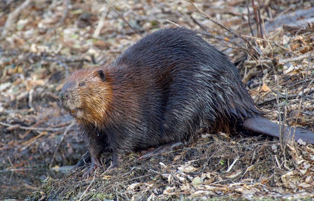 Learn about professional beaver removal services on our animal control page.