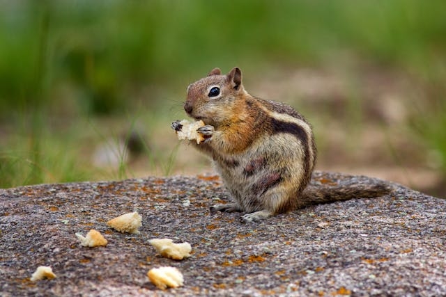Learn about professional chipmunk removal services on our animal control page.
