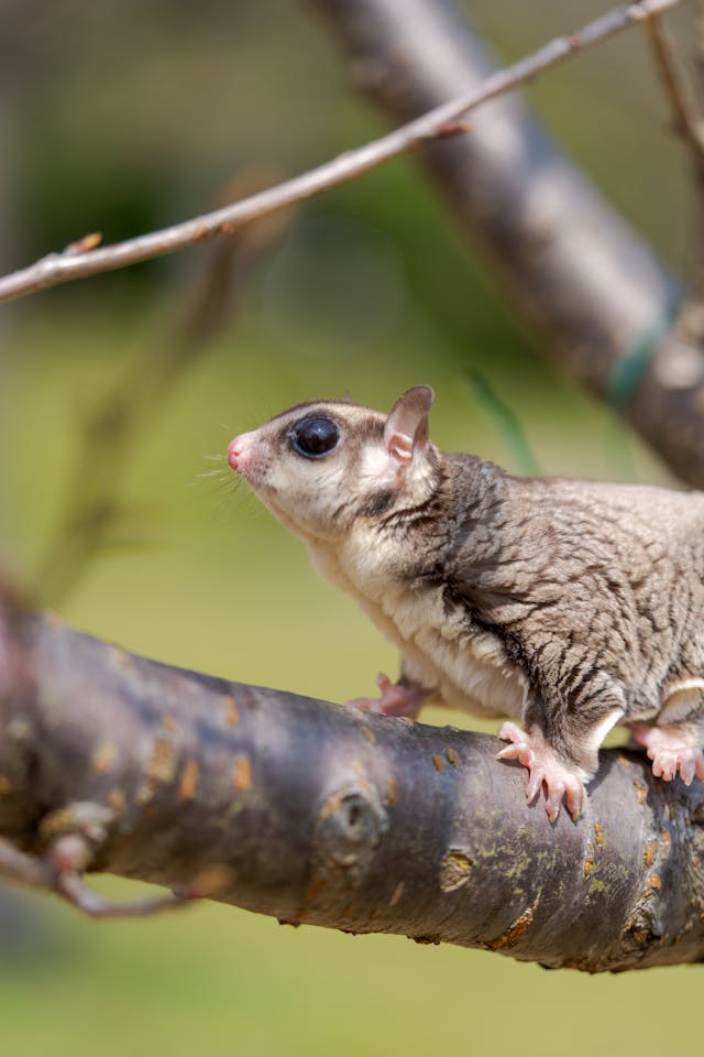 Learn about professional flying squirrel removal services on our animal control page.