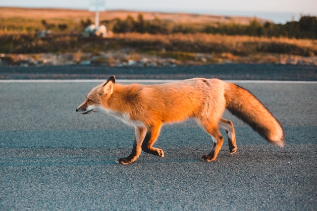 Learn about professional fox removal services on our animal control page.