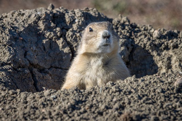 Learn about professional gopher removal services on our animal control page.