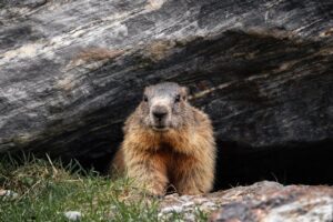Learn about professional groundhog removal services on our animal control page.