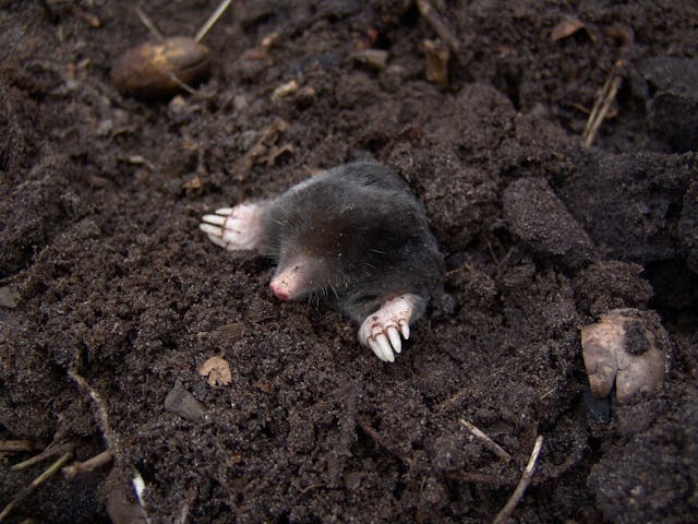 Learn about professional mole removal services on our animal control page.