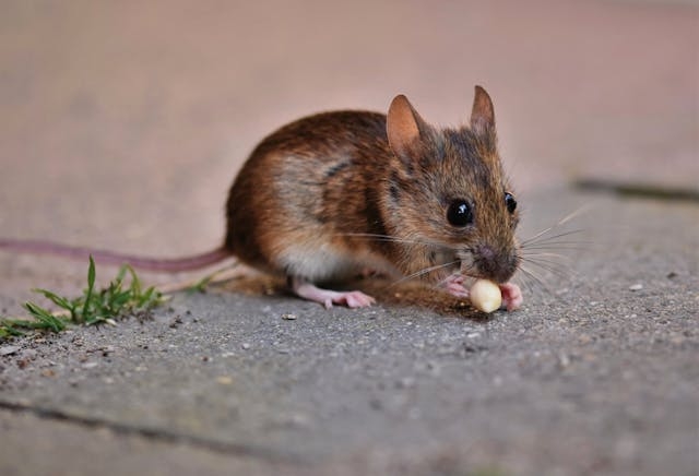 Learn about professional mice removal services on our animal control page.