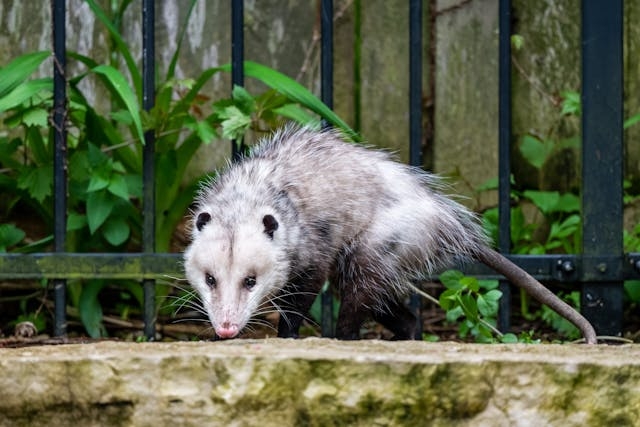 Learn about professional opossum removal services on our animal control page.