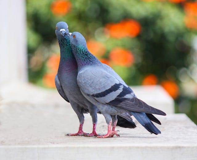 Learn about professional pigeon removal services on our animal control page.