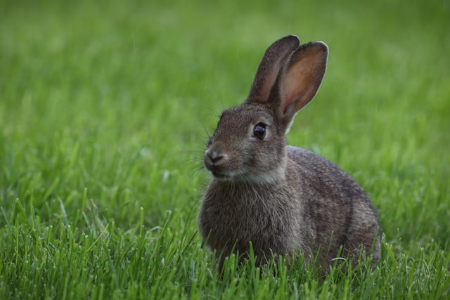 Learn about professional rabbit removal services on our animal control page.