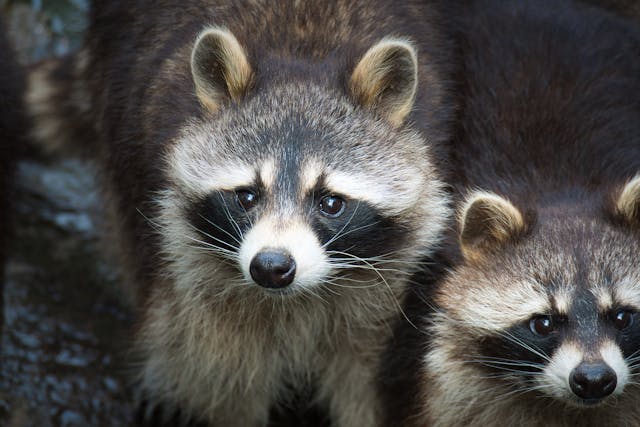 Photo by Volker Kaes from Pexels Learn about professional raccoon removal services on our animal control page.