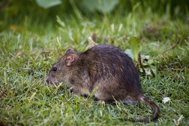 Learn about professional rat removal services on our animal control page.