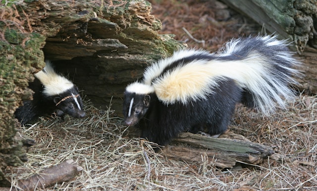 Learn about professional skunk removal services on our animal control page.