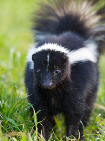 Learn about professional skunk removal services on our animal control page.