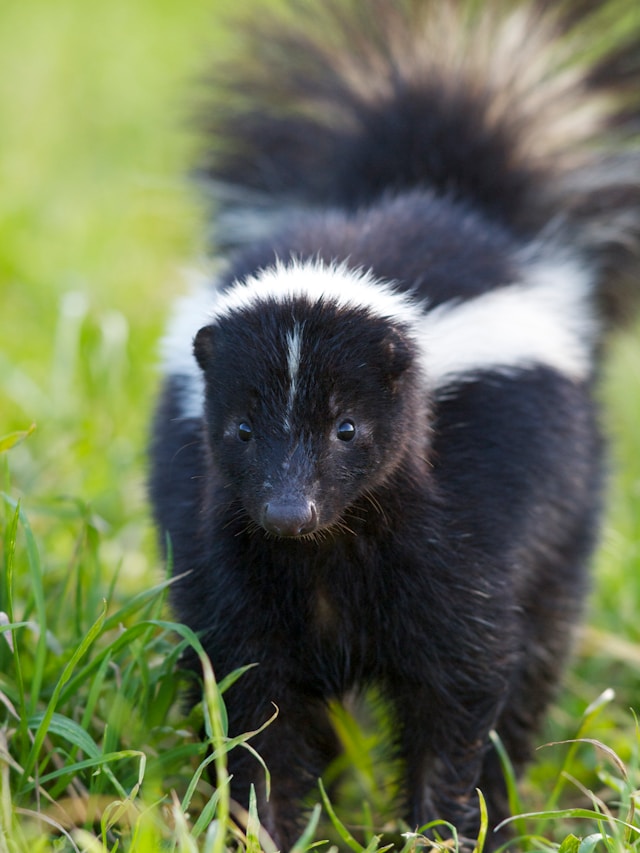 Learn about professional skunk removal services on our animal control page.