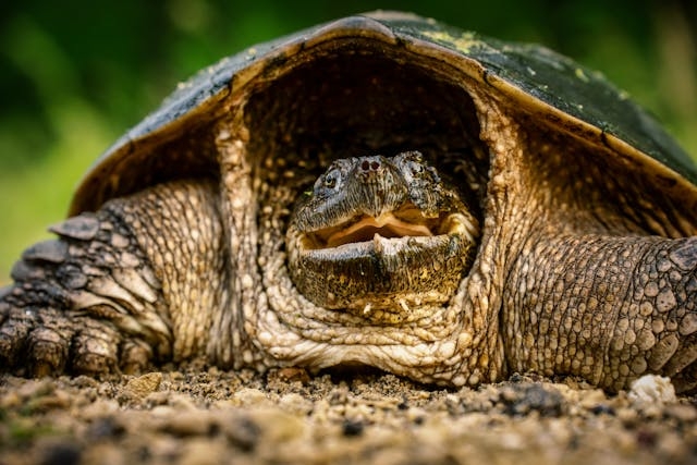 Learn about professional snapping turtle removal services on our animal control page.