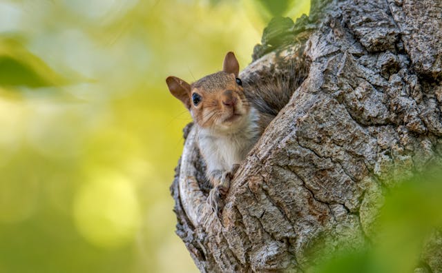 Learn about professional squirrel removal services on our animal control page.
