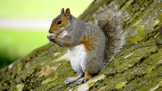 Learn about professional squirrel removal services on our animal control page.